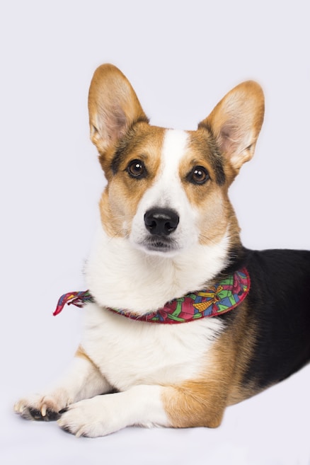 A tricolor dog with large ears and expressive eyes is lying down. It wears a colorful bandana around its neck, featuring a pattern of red, green, and blue colors. The dog's coat is primarily a mix of white, brown, and black tones. The background is a plain, light gray color, drawing attention to the dog as the focal point.