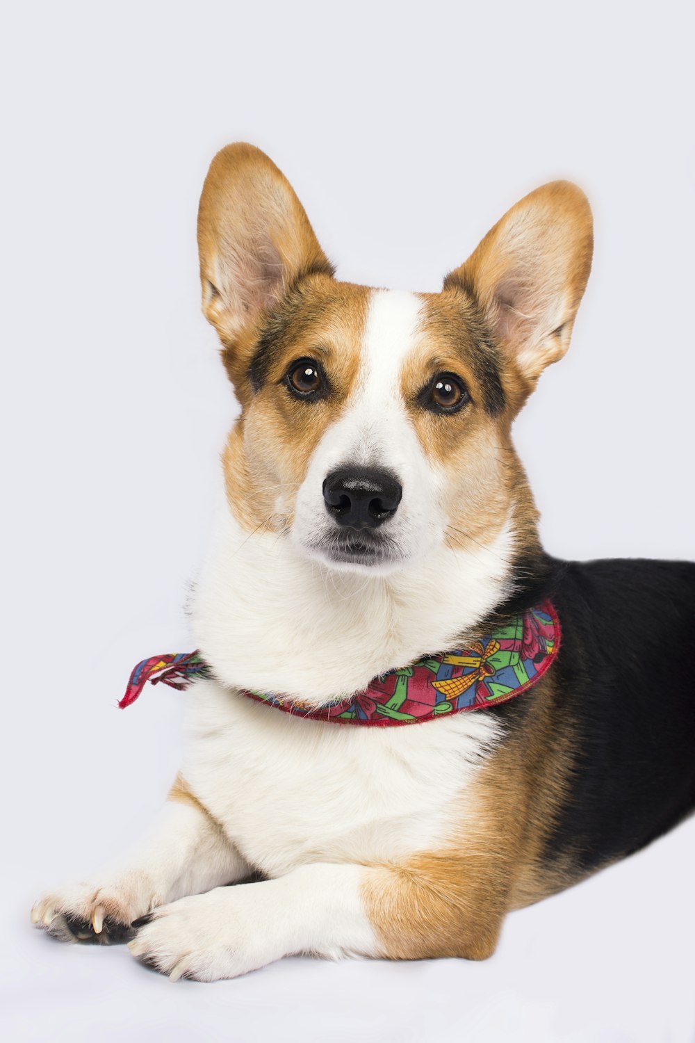 closeup photography of short-coated black-tan-and-white dog