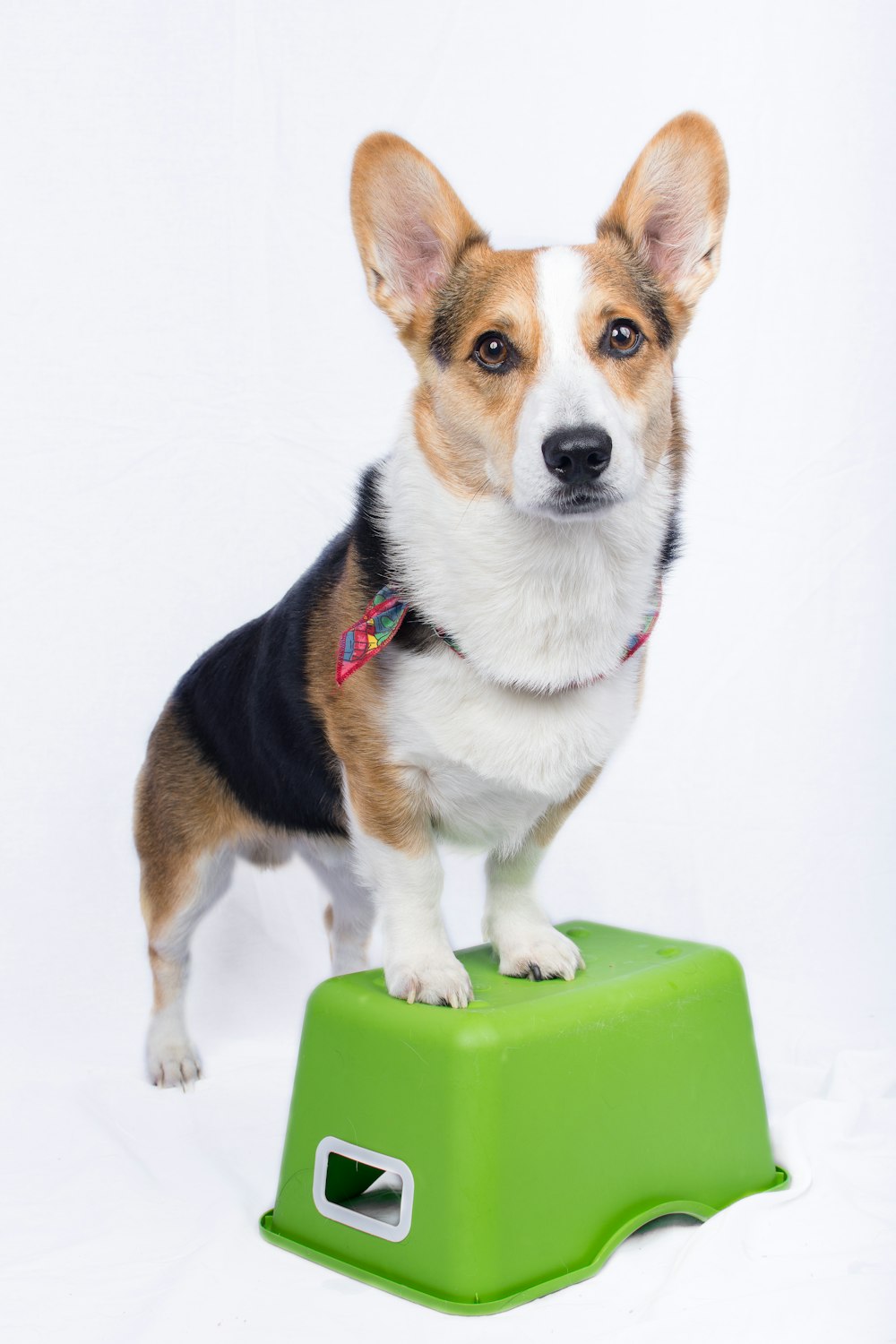 selective focus photography of Pembroke Welsh Corgi