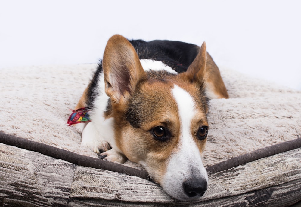 ショートコートの茶色と黒の犬