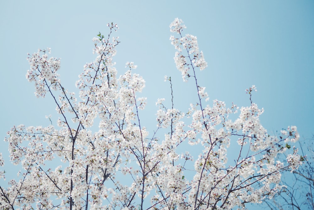 white petaled flowers during daytime