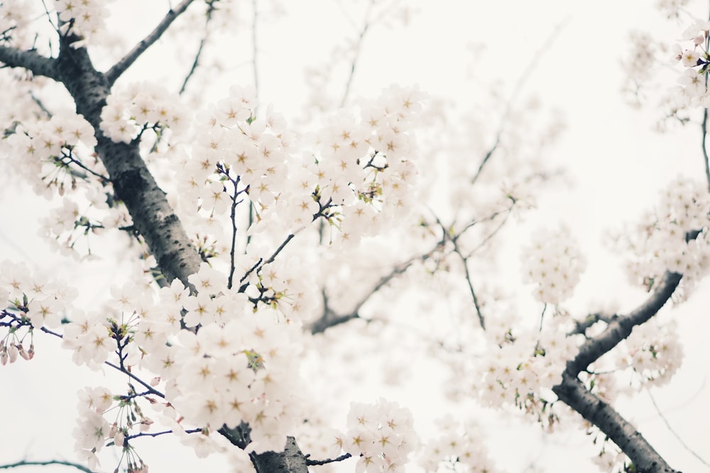 white plum tree photo