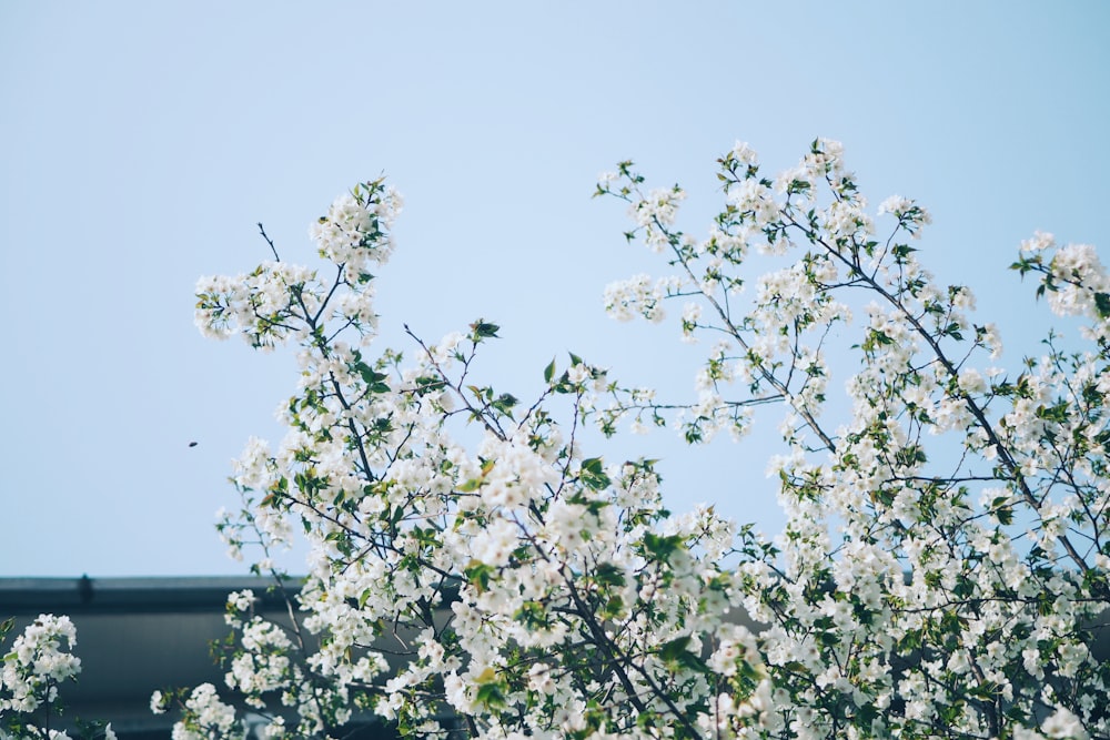 white petaled flowers