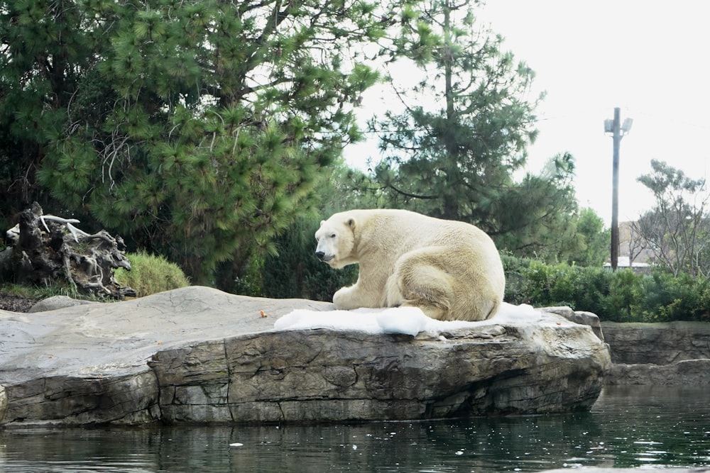 white bear on gray roc k