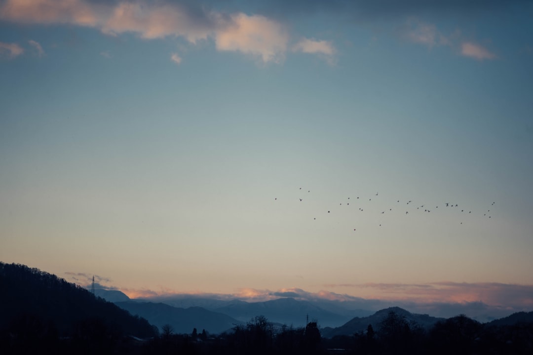 flock of birds during golden hour