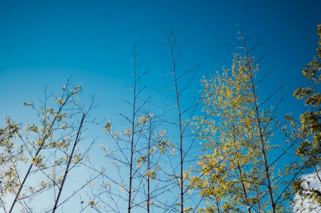 green-leafed trees under blue sky