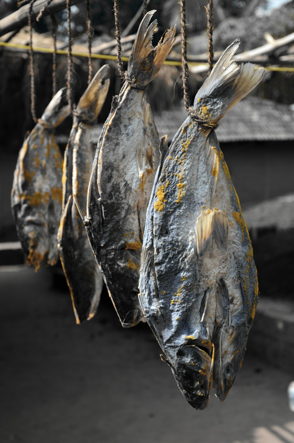 hung dried fish