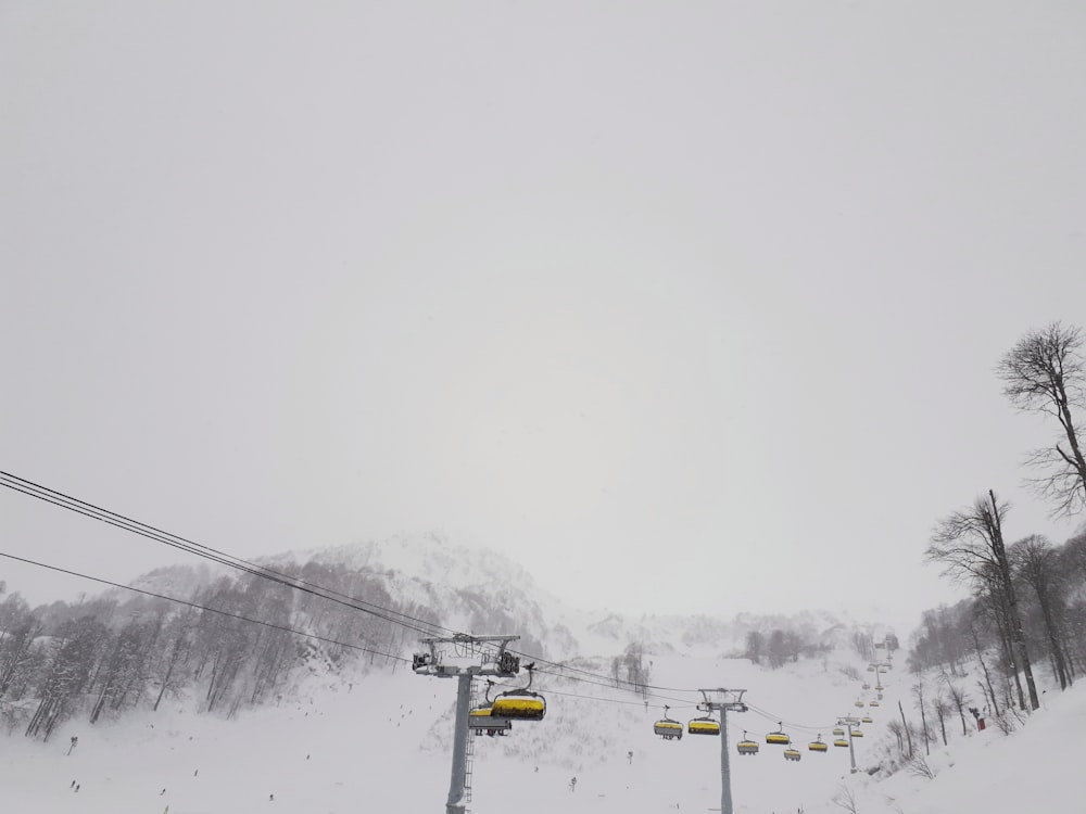 yellow and black cable cars near trees