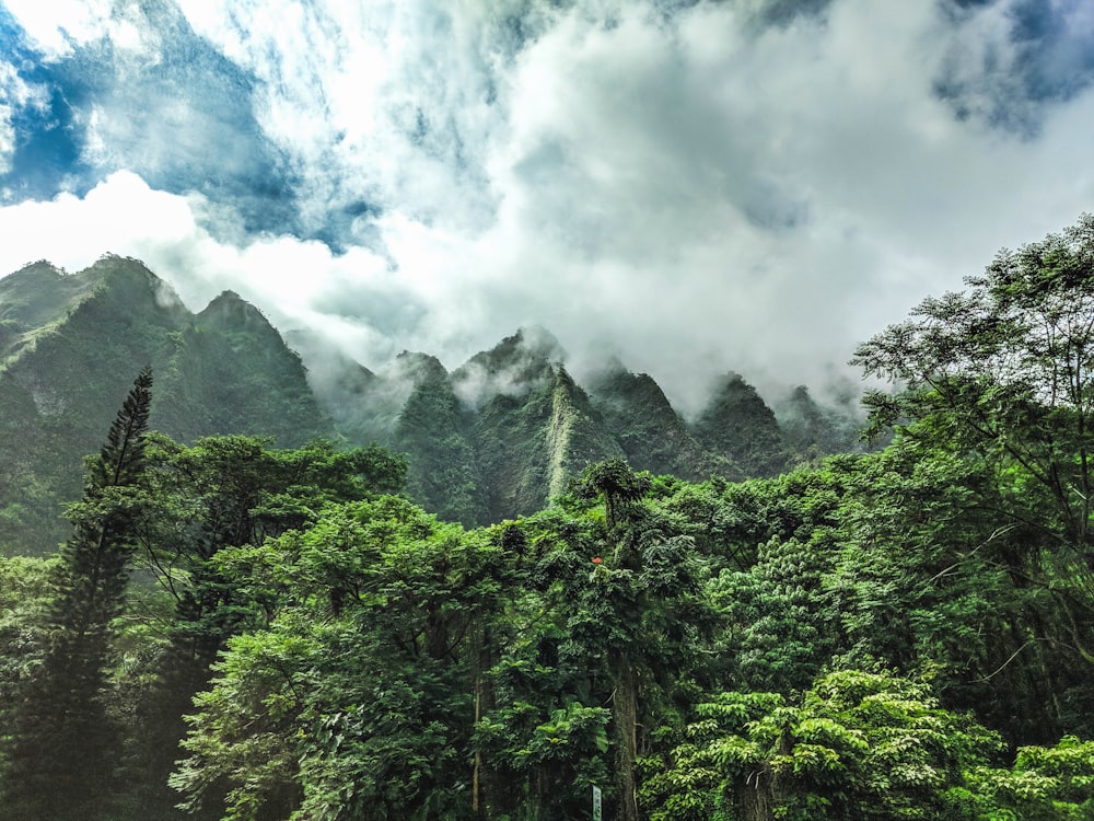 tall green trees