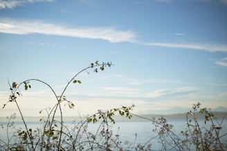 A peaceful outdoor scene under a blue sky, with a translucent overlay of Arabic poem lines aligned to the right.