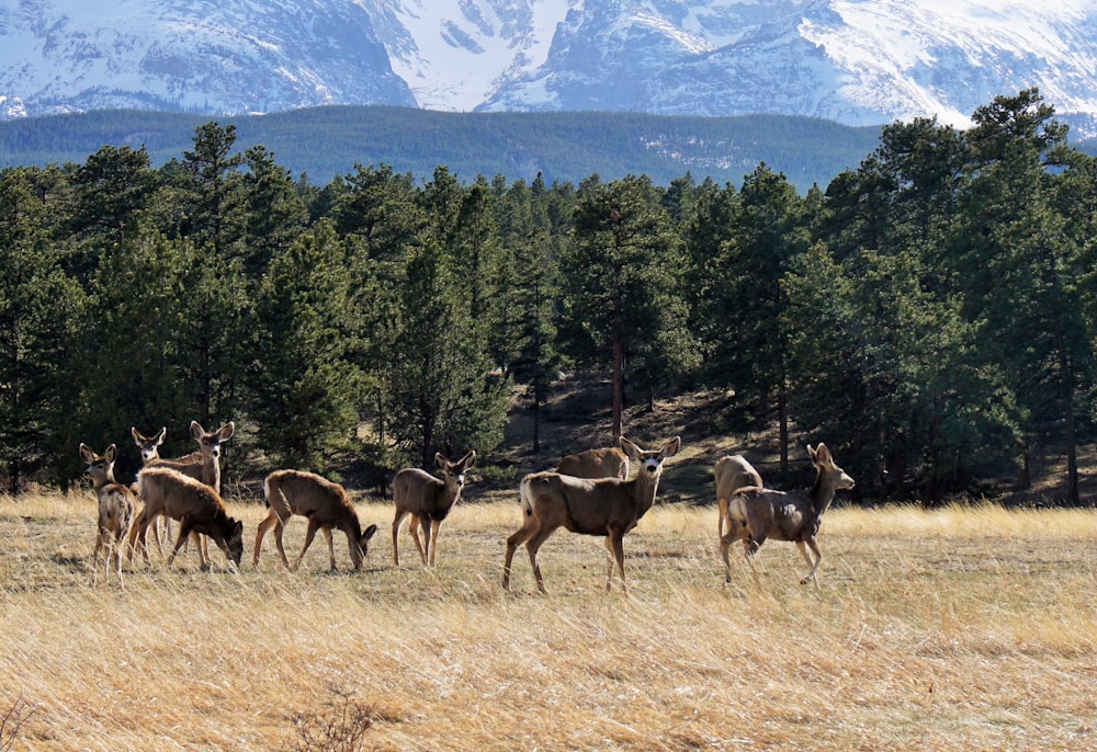 brown deer in field near trees