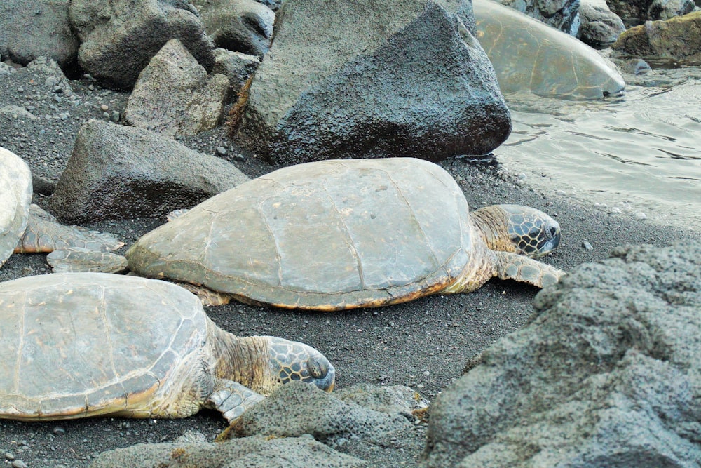 two brown turtles near water