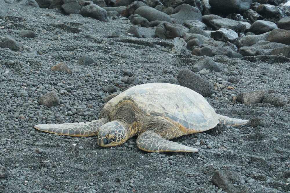 gray sea turtle on sand