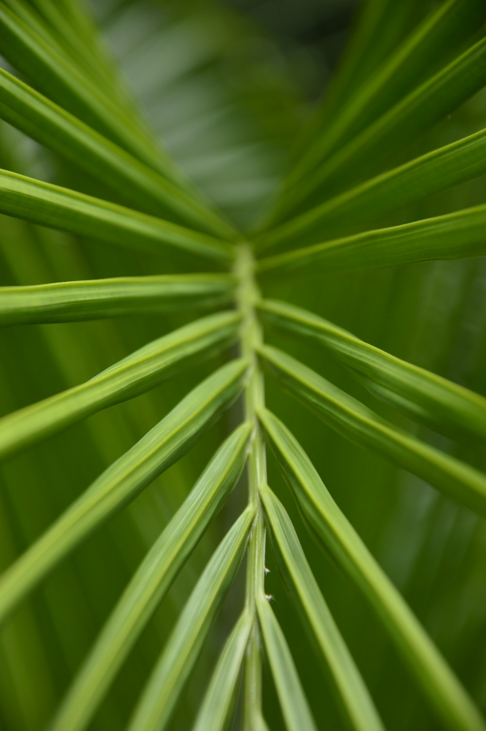 green palm leaf