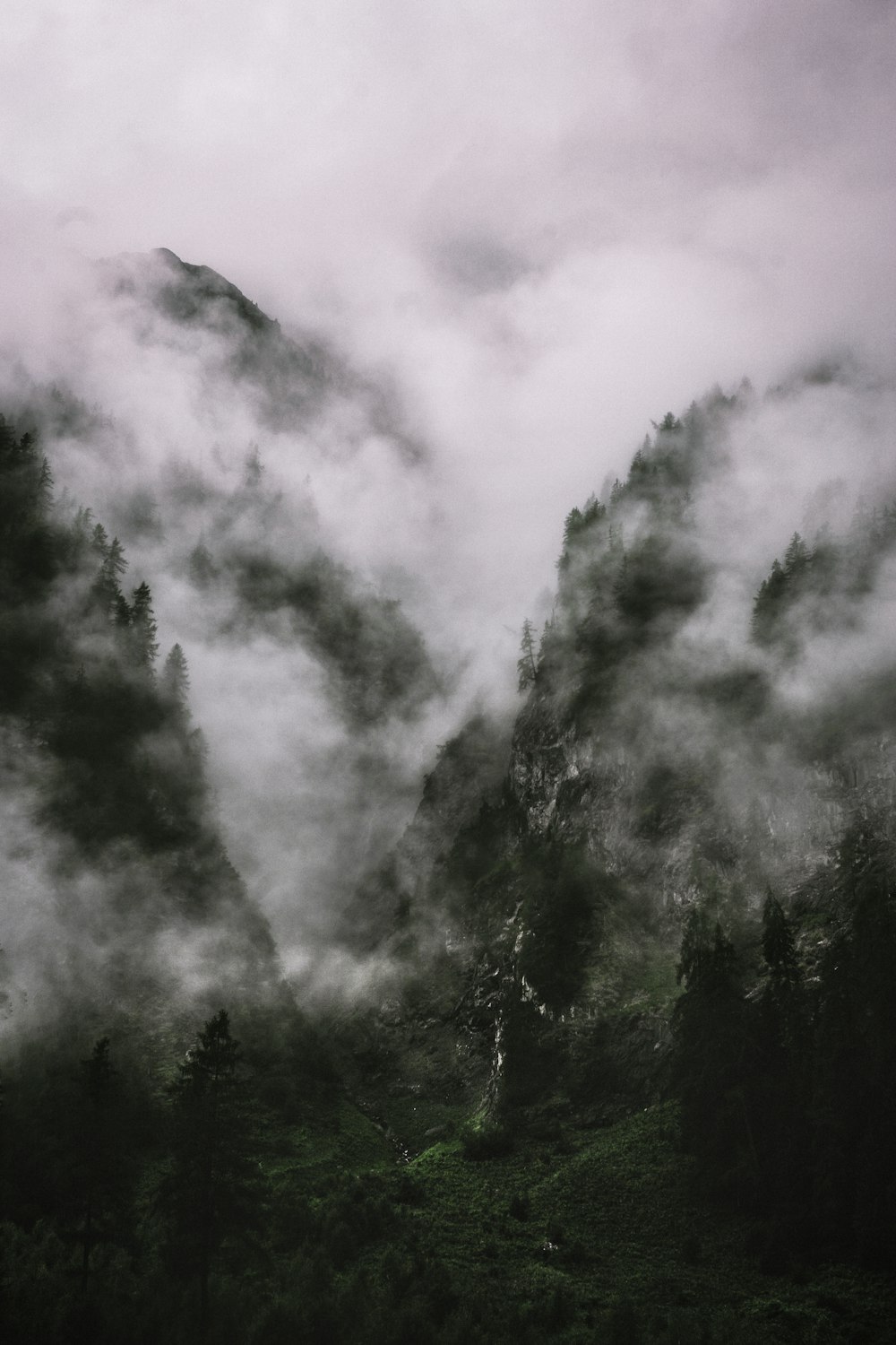 Grüne Bäume und Nebel