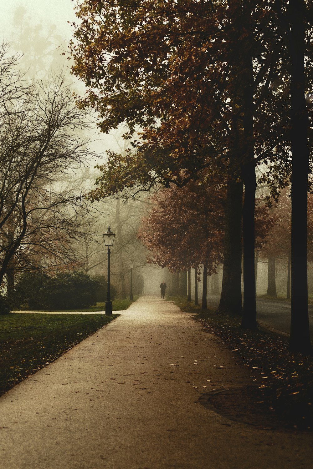 brown trees and pathway