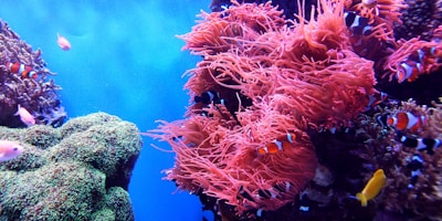 school of fish underwater