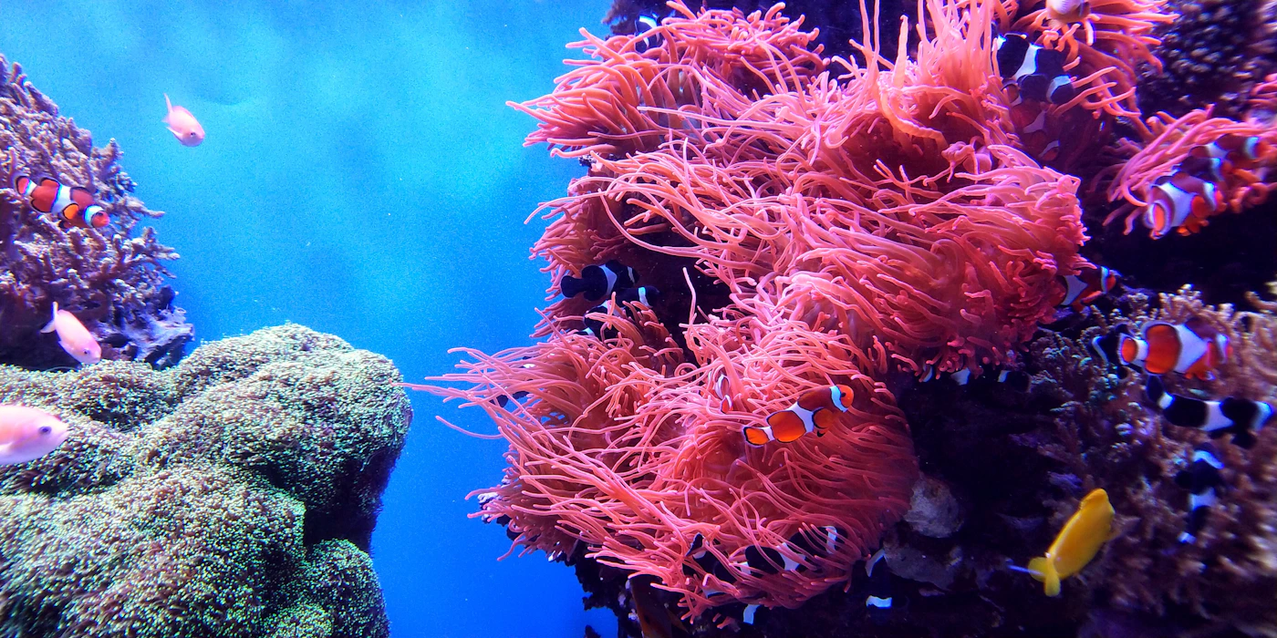 Scuba diver underwater