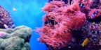 Great Barrier Reef guide snorkelling diving Queensland