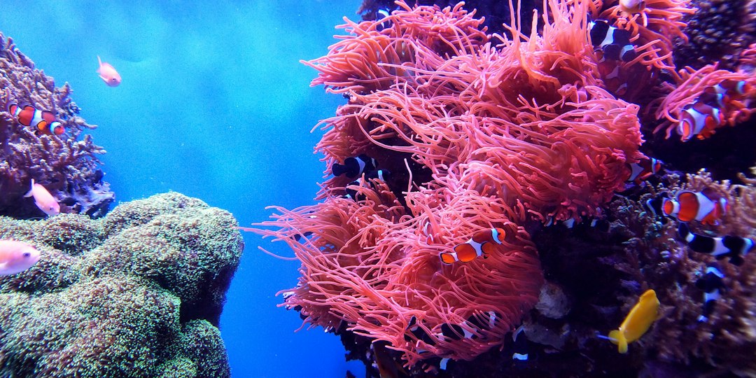 school of fish underwater,