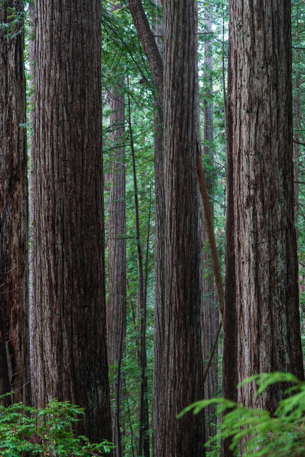 green-leafed trees at daytime