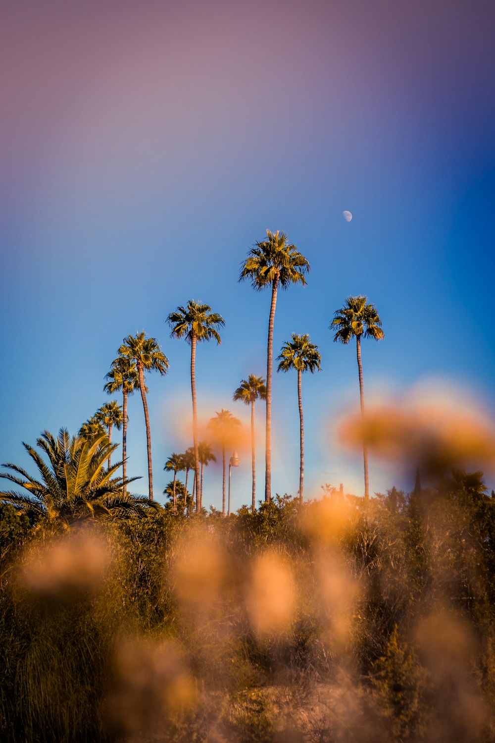 palm tree under blue sky