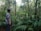 Man in casual clothes standing in a lush forest environment