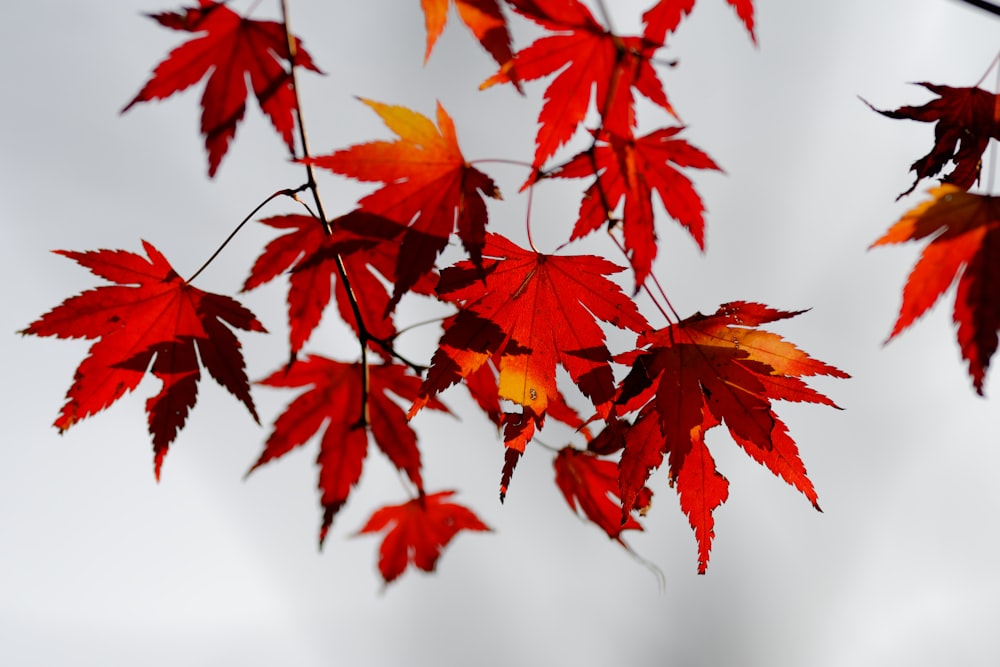 red maple leaves