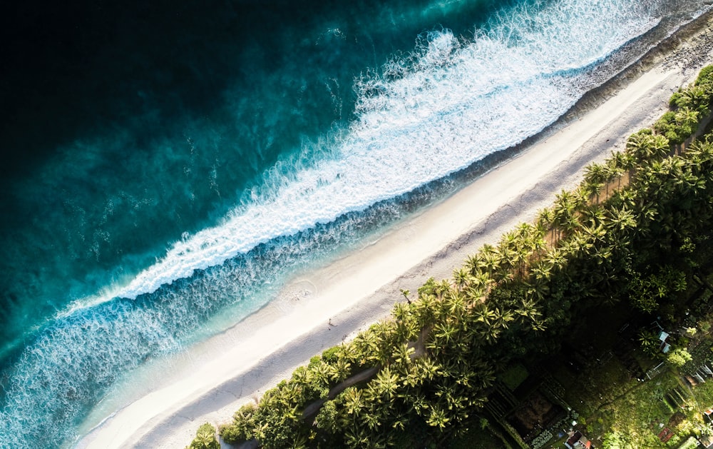 sea waves beside green leafed trees