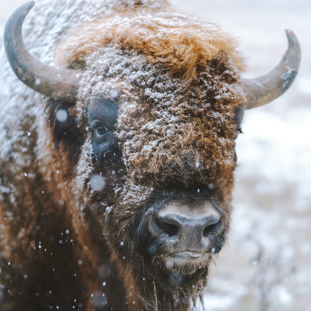 Fotografia a fuoco selettiva del bisonte