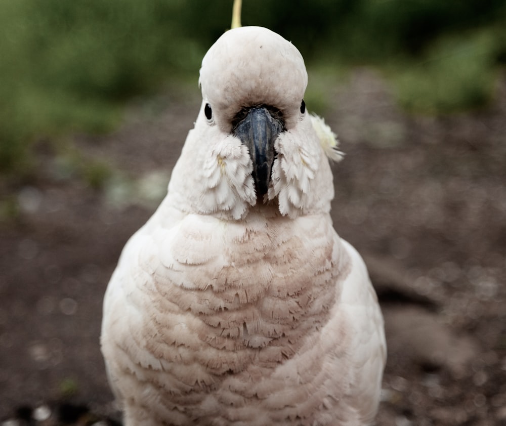 uccello bianco