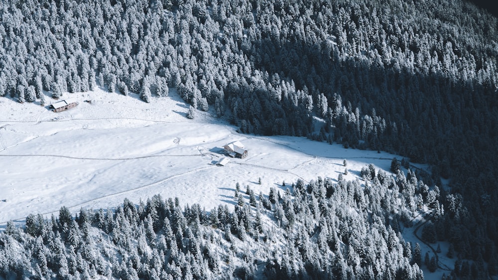 雪に覆われた木々の鳥瞰写真