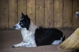 A black and white dog, possibly a Border Collie, is lying on the ground inside a rustic setting with wooden walls. The dog appears relaxed and attentive, looking towards the left. A straw broom with colorful bands is partially visible on the right side.