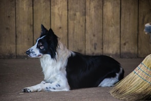A black and white dog, possibly a Border Collie, is lying on the ground inside a rustic setting with wooden walls. The dog appears relaxed and attentive, looking towards the left. A straw broom with colorful bands is partially visible on the right side.