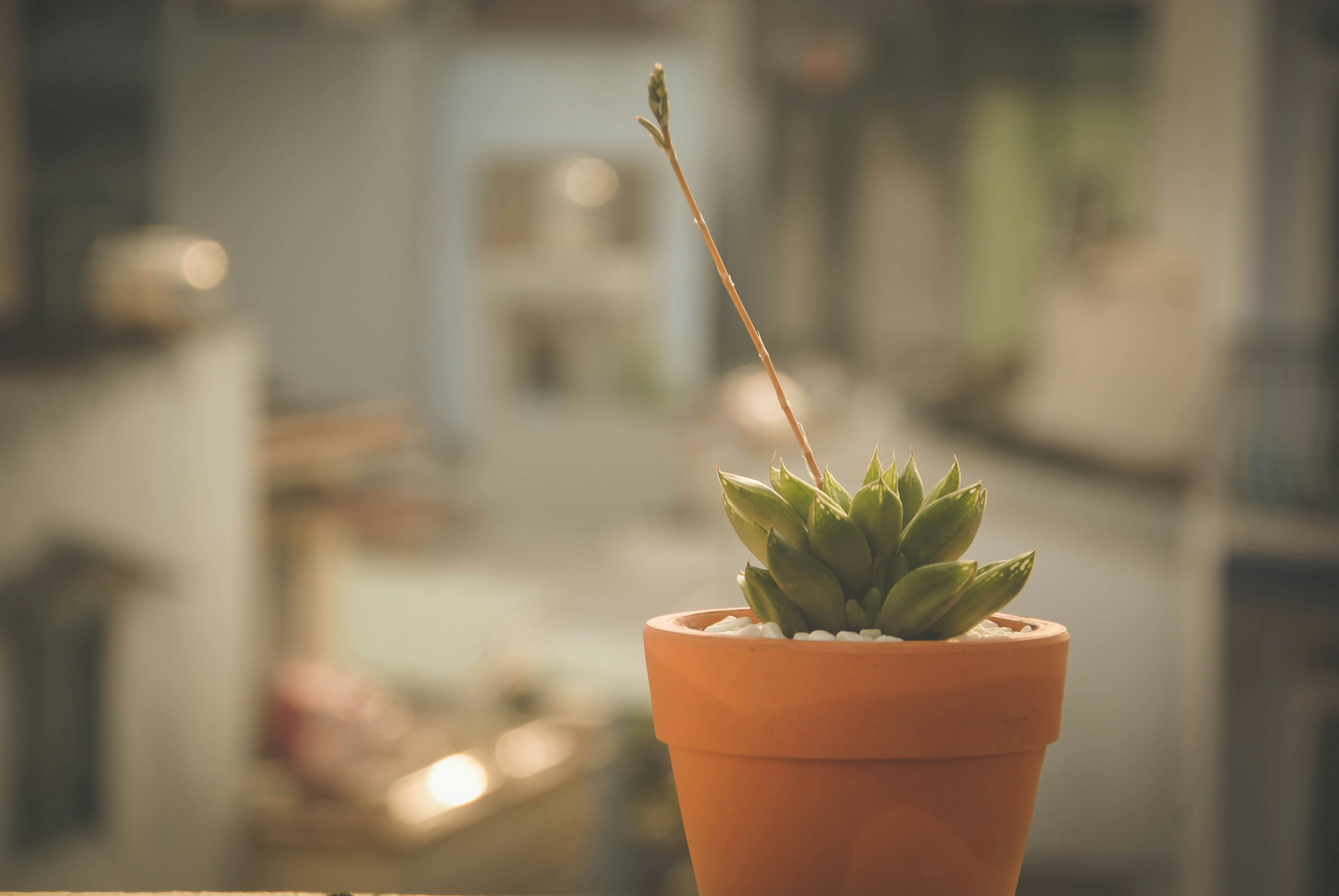 Photo by nguyenhoaitrung1996