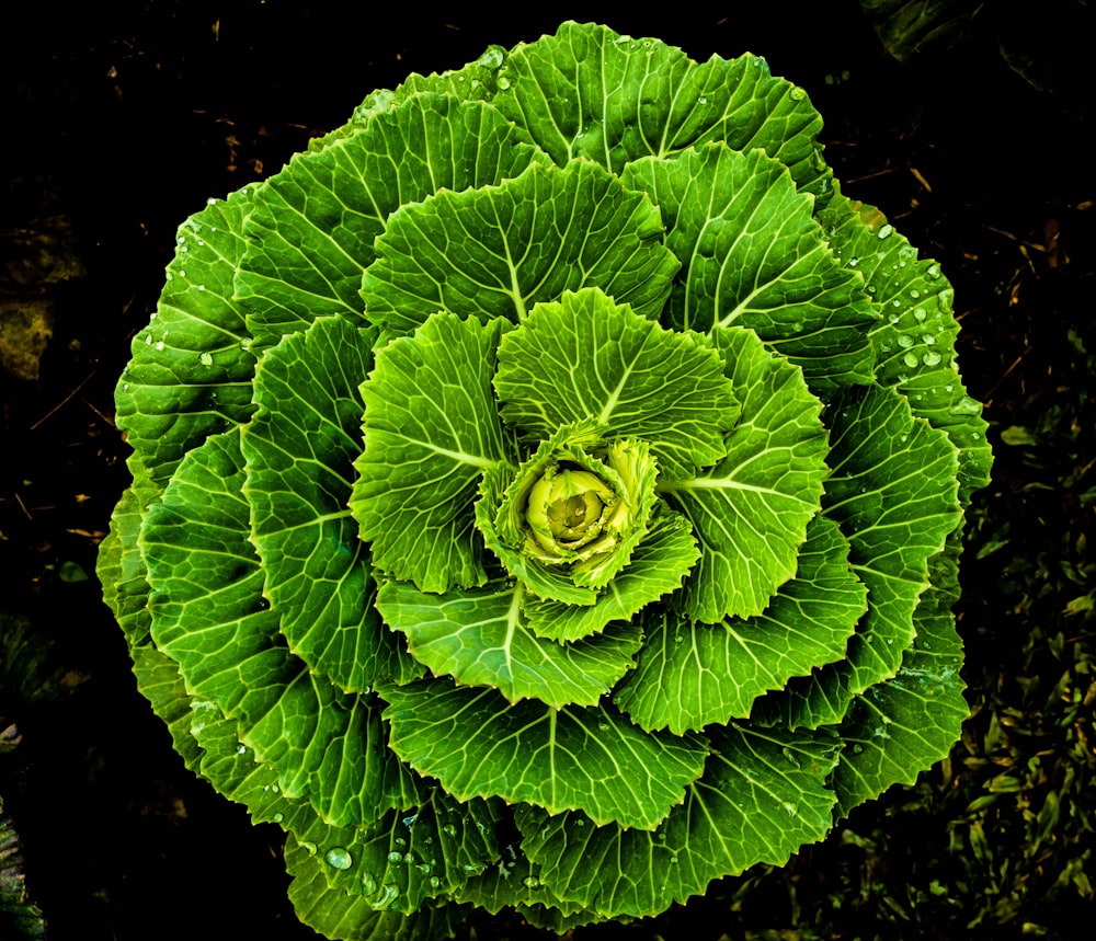 top-view photography green vegetable
