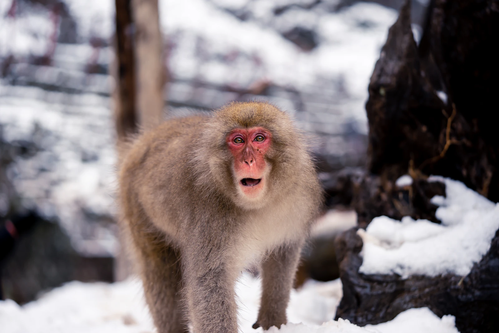 A Japanese macaque in the snow at Jigokudani Monkey Park