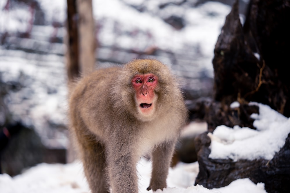 Japanese Macaque on snow ground