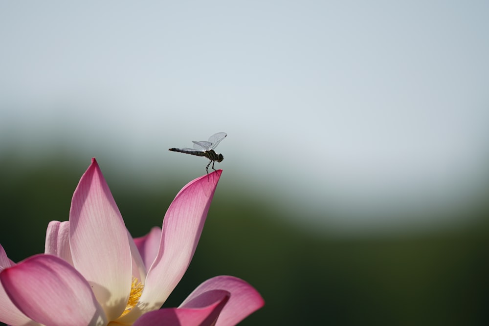 black darner on pink and white petaled flower