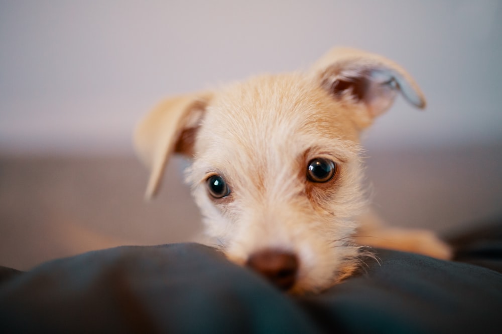 brown puppy on black textile