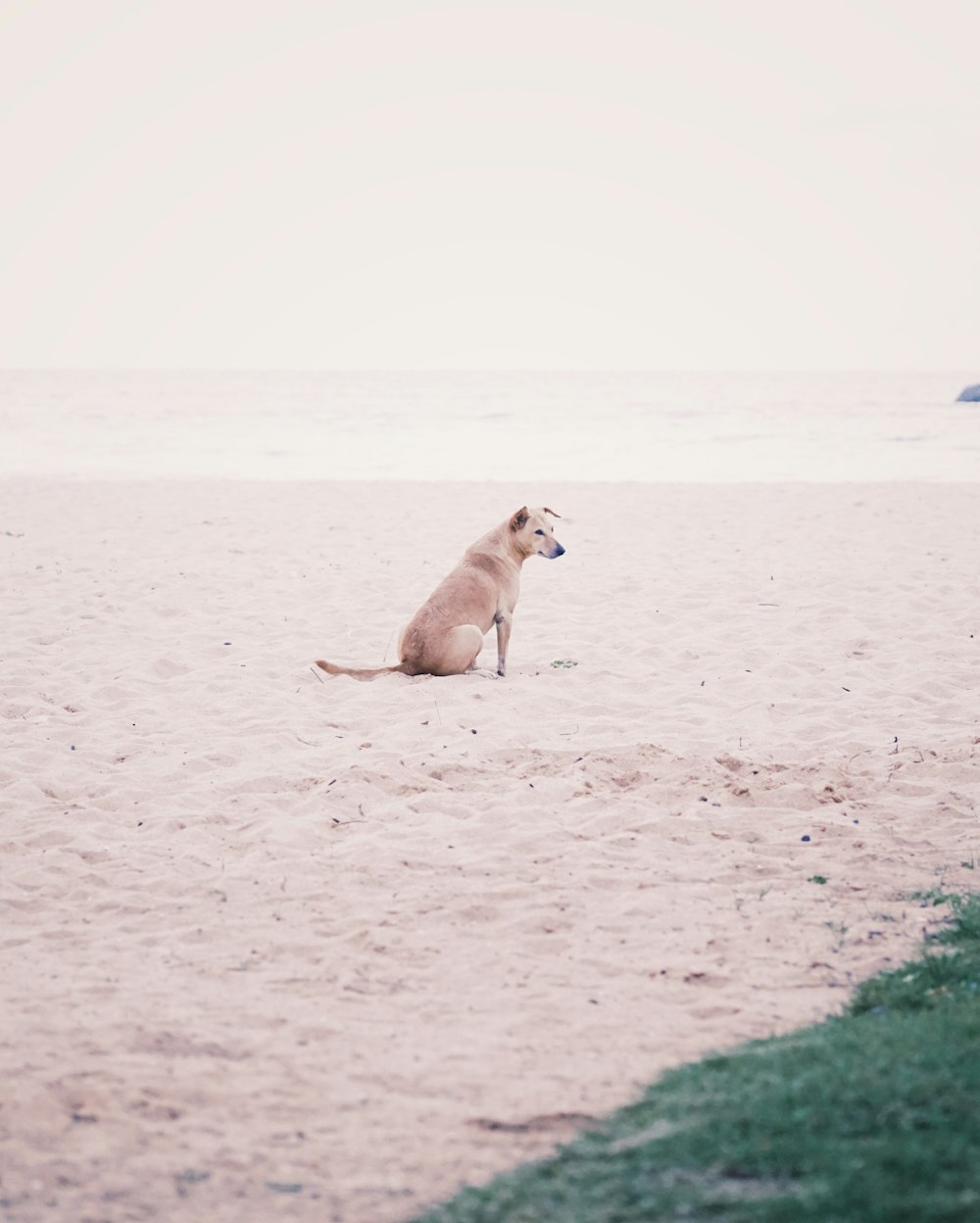 short-coated tan dog sitting on beach