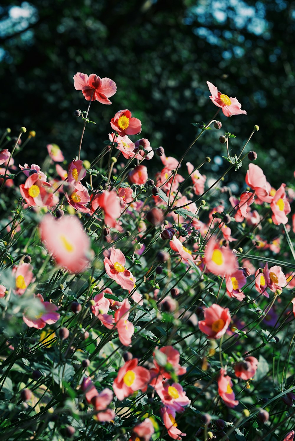 pink flower bloom outdoor during daytime