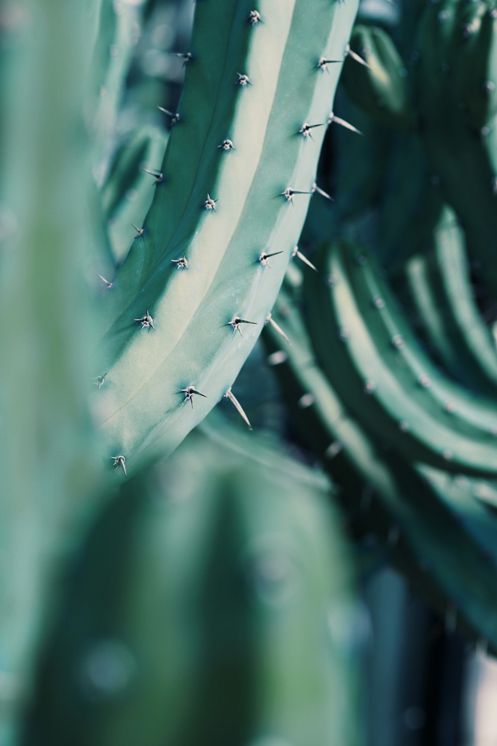 selective focus photography of cactus