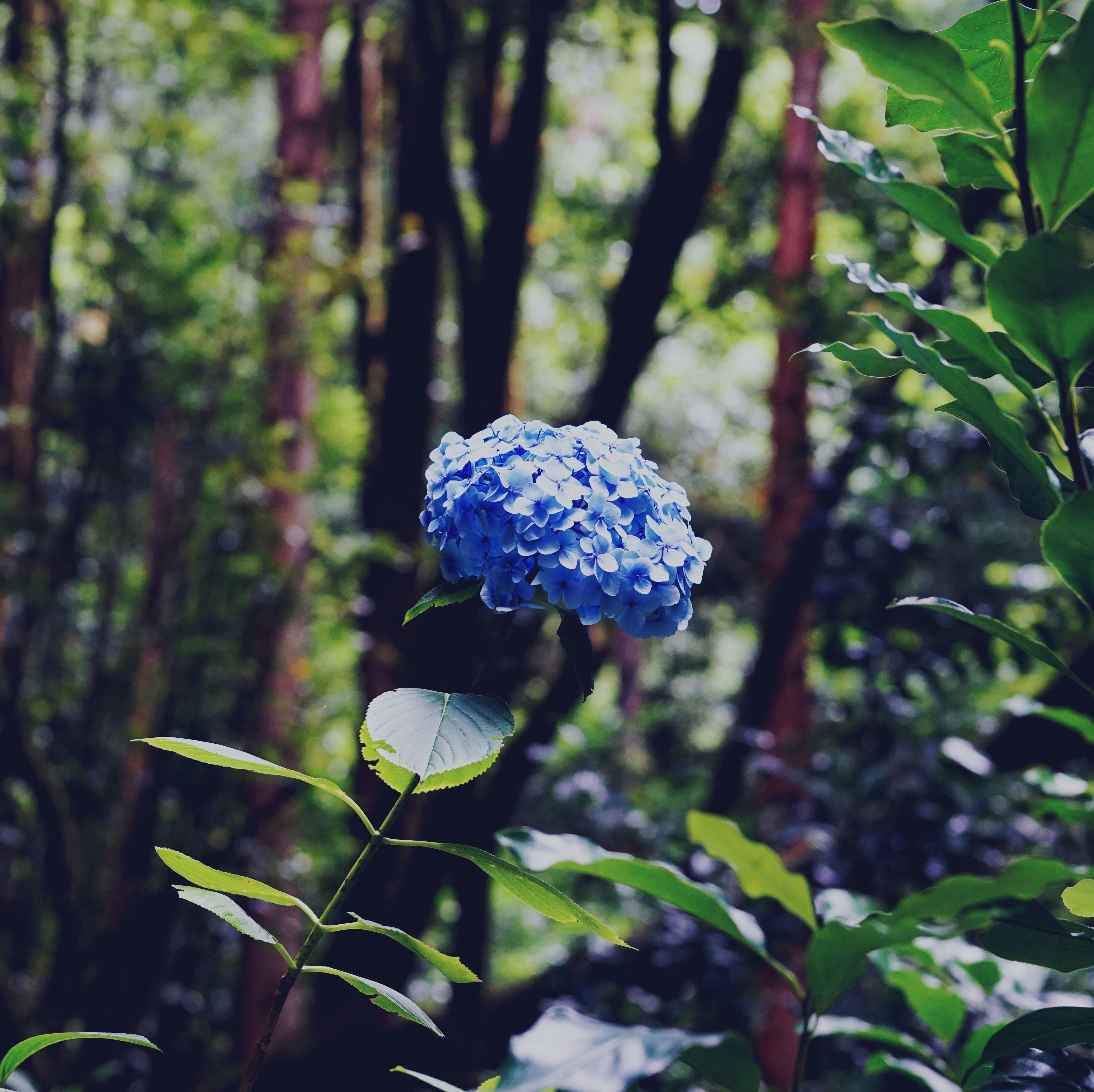 Fotografía de enfoque selectivo de flor azul