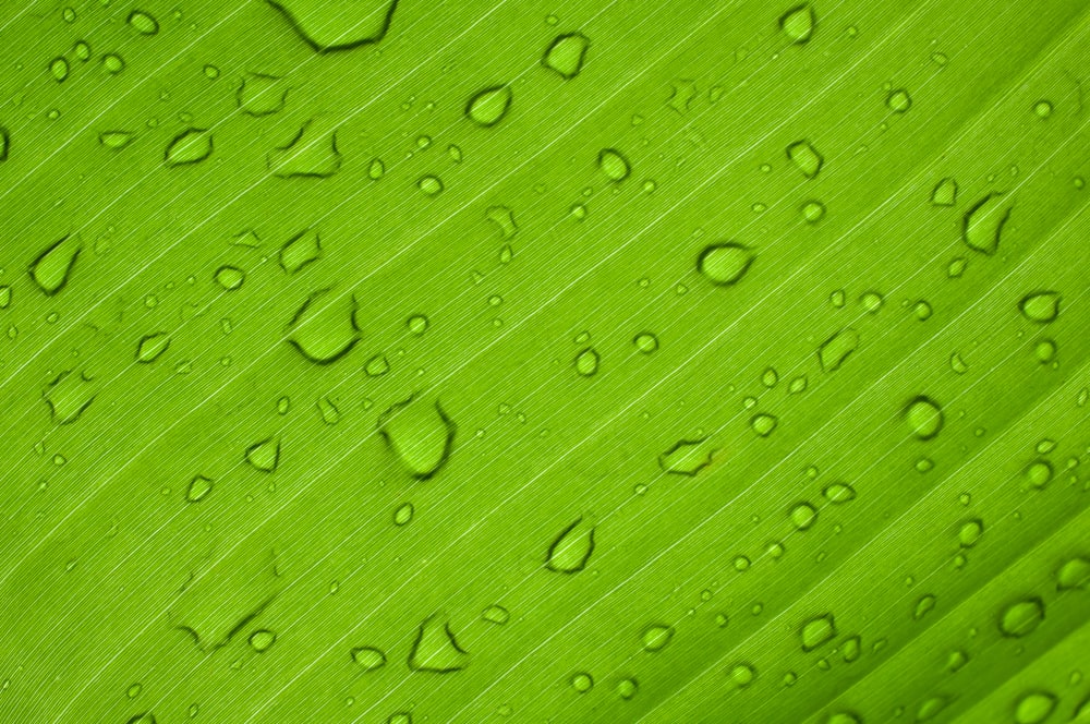 water drops on green leaf