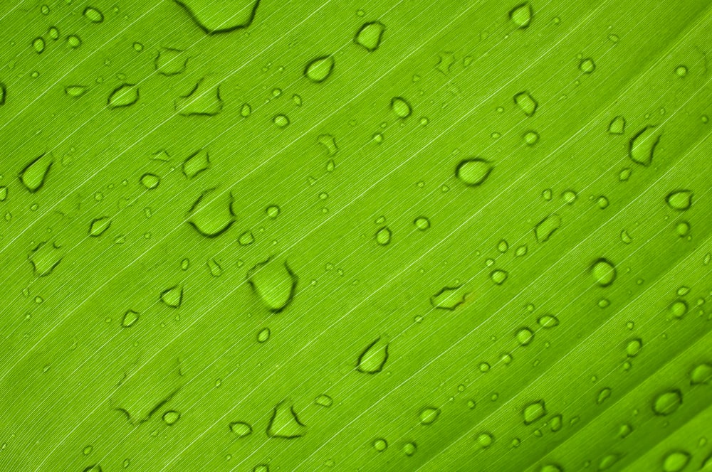 gotas de agua sobre la hoja verde