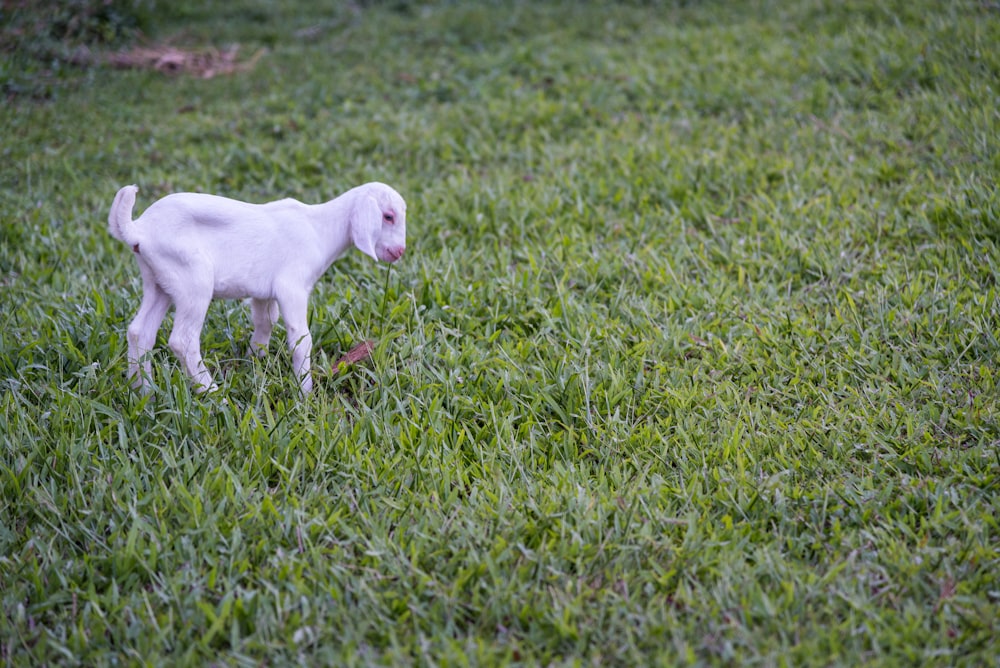 芝生の上で遊ぶヤギの子供