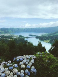 blue and white-petaled flowers