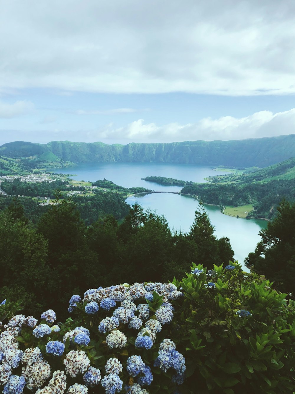 fiori dai petali blu e bianchi