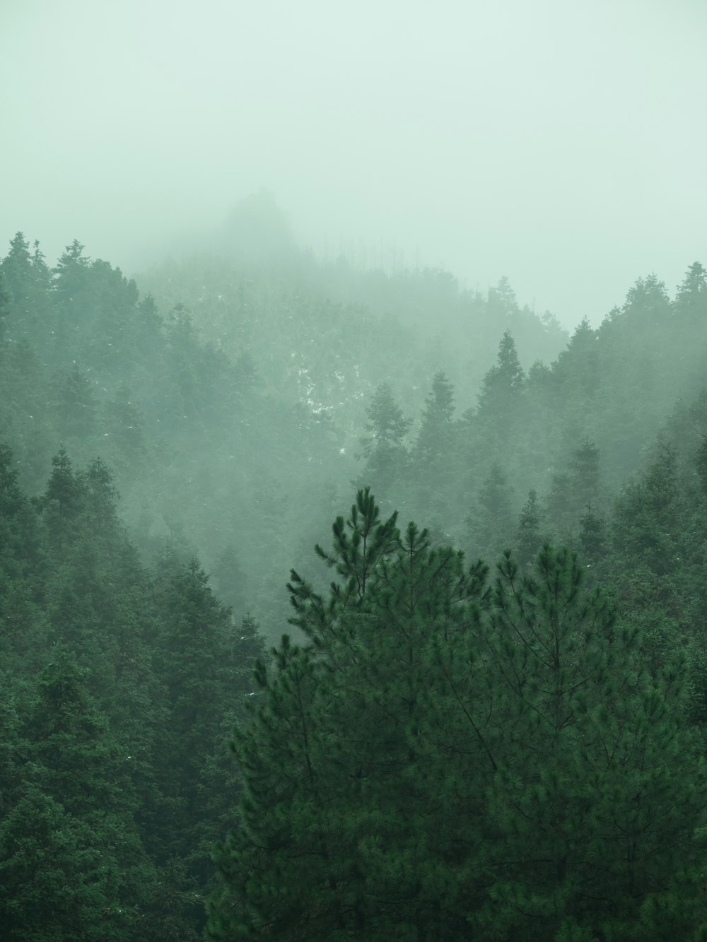 trees under cloudy sky